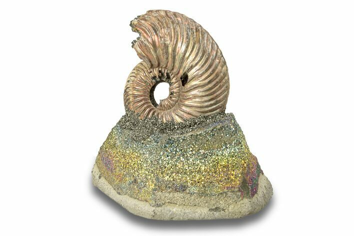 Iridescent, Pyritized Ammonite (Quenstedticeras) Fossil Display #266860